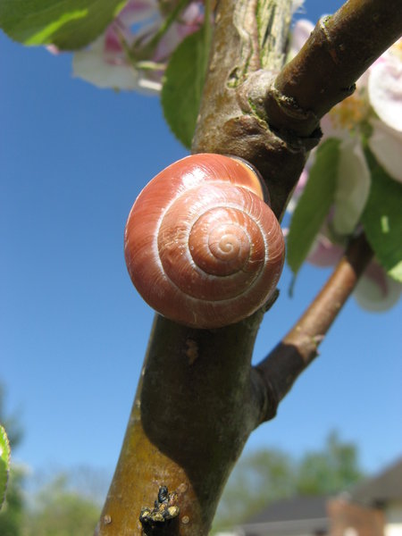 Snail in the Apple Tree