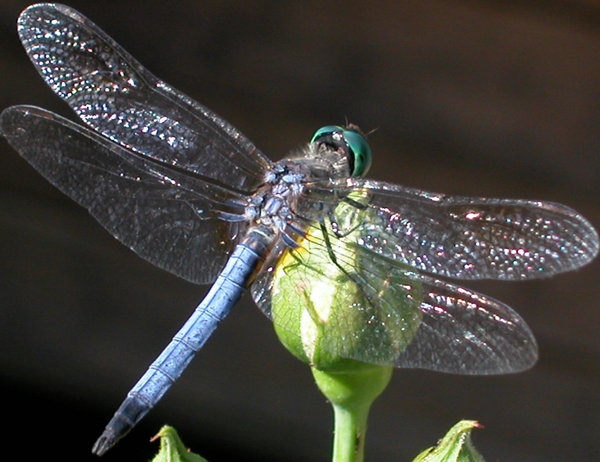 BLUE DRAGONFLY AA