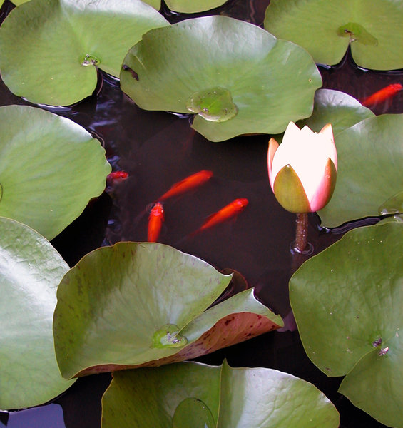 GOLDFISH AND LILIES