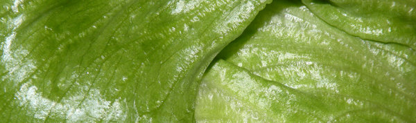 Iceberg lettuce 3