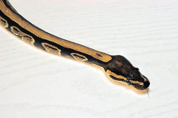 Snake python
