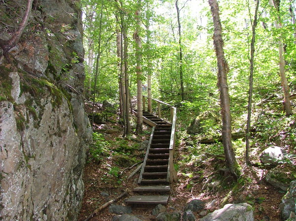 Stairs in the forest