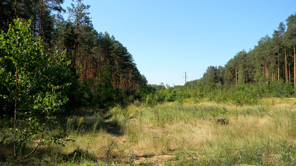 Belarusian Forest