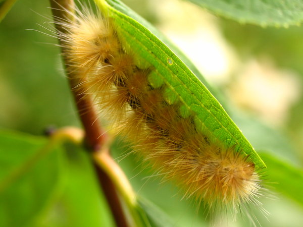 Little caterpillar