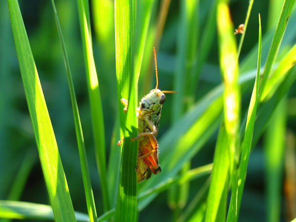 Grasshopper in the tall grass