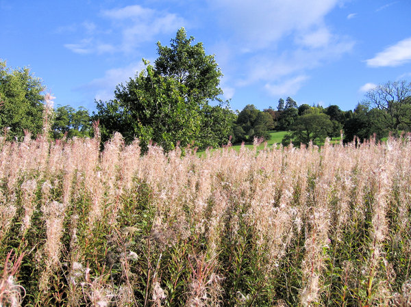 cotton grass landscape