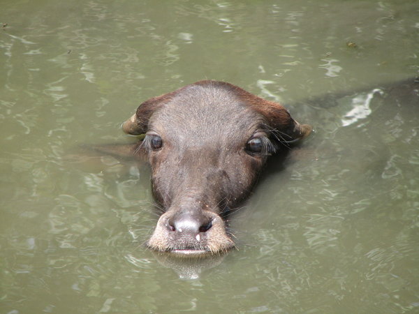 Water Buffalo Calf