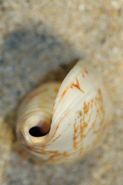 Shell: rear