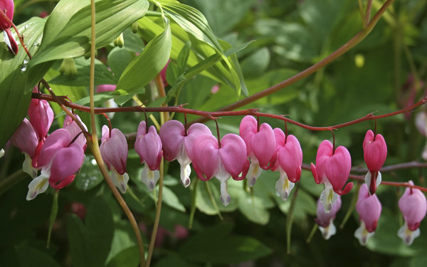 Dicentra flowers
