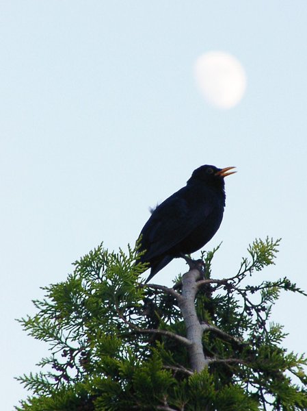 Lullaby ( Blackbird singing it