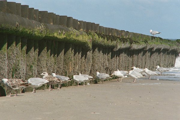 Seagulls waiting ....