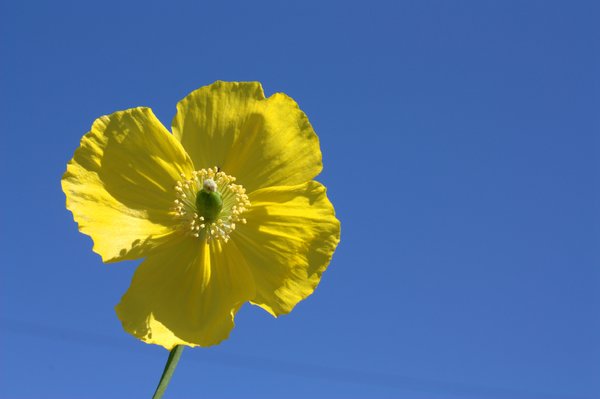 Yellow Flower on Blue Sky
