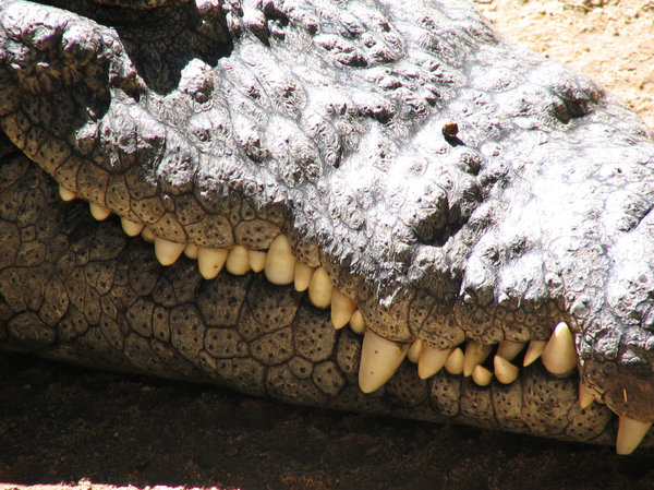Crocodile 8