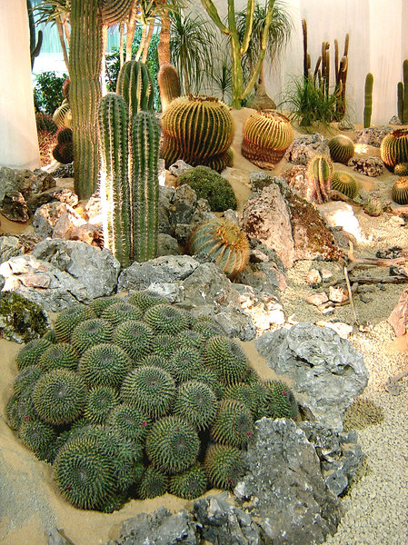 Plants and cactus