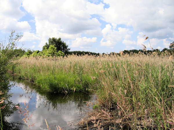 pond with reed at summer