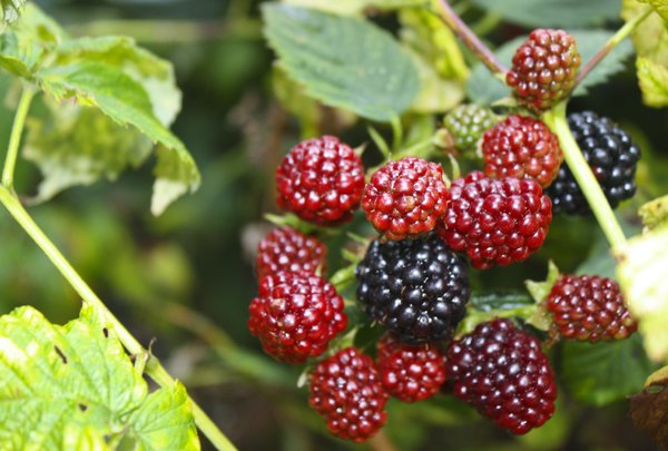 Hum berries
