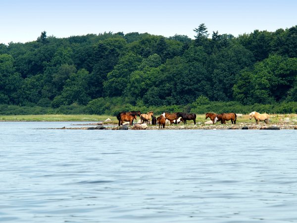 Horses on tidal medow
