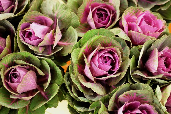 ornamental cabbages
