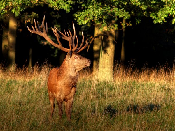 Stag - HDR
