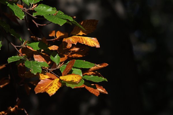Autumn branch