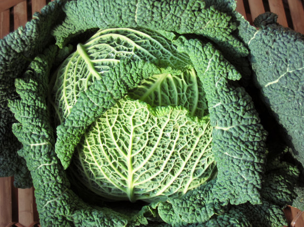 organic savoy cabbage texture
