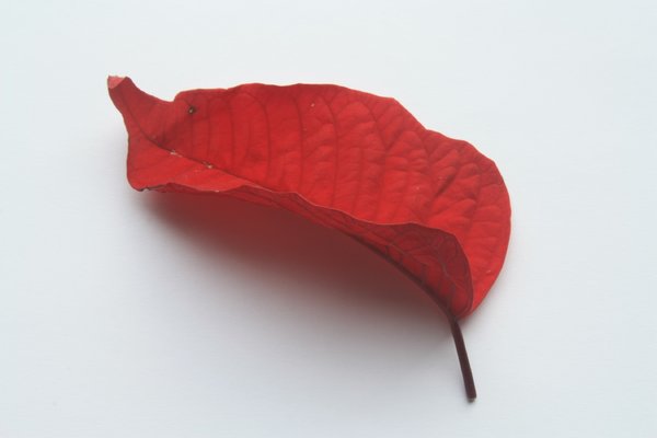 Red leaf