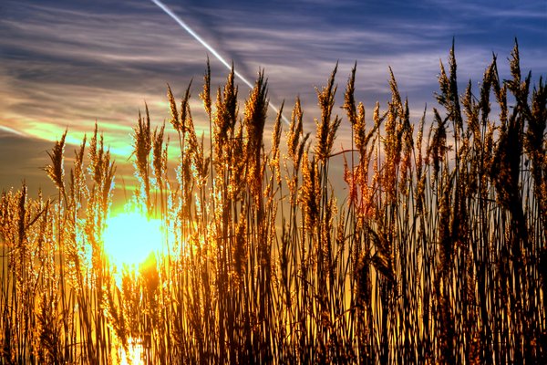 Lyme grass in sunset - HDR
