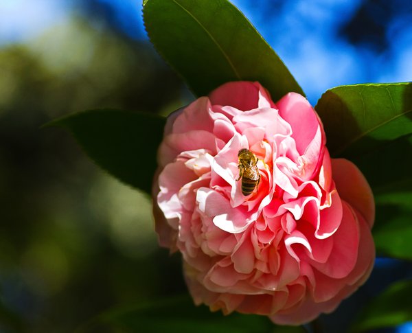 Honeybee on Pink