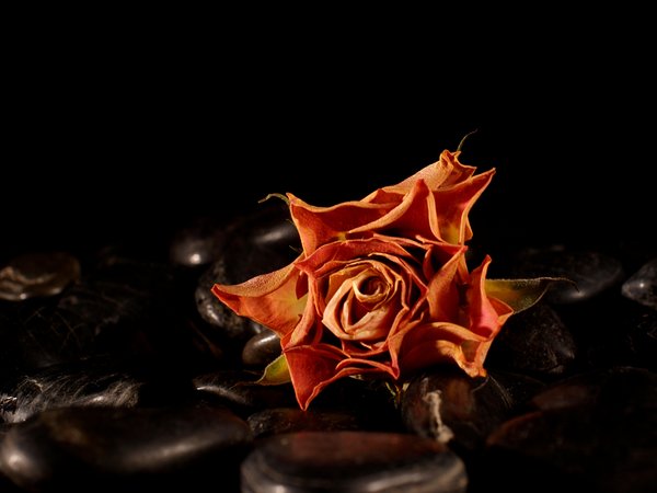 Withered rose on black pebbles