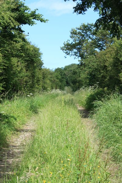 Overgrown lane