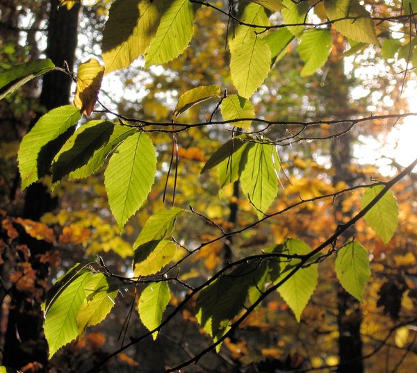 beech leafs in sunlight