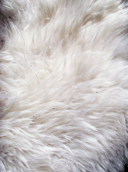 Sheep skin texture 4