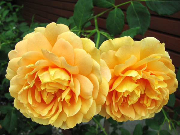 apricot-colored roses