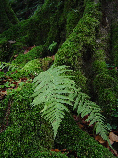 fern and moss