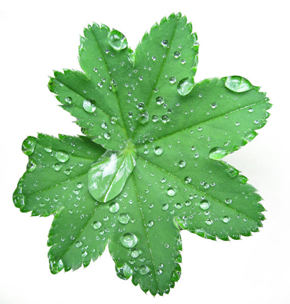grean leaf with dew