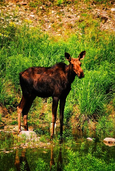 Moose at a water hole 2