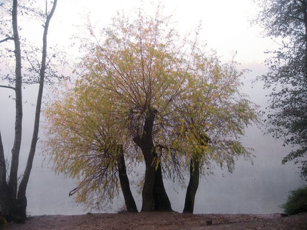 foggy autumn willow