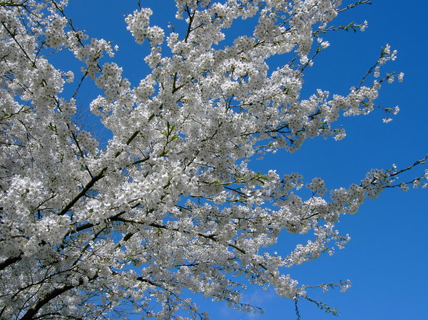 cherry tree in spring 2