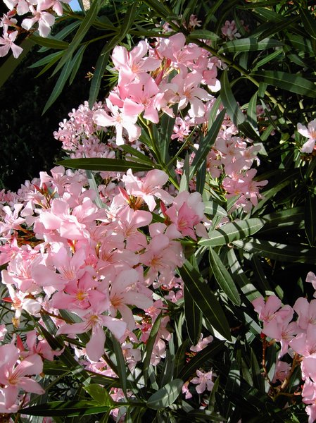 oleander blossoms