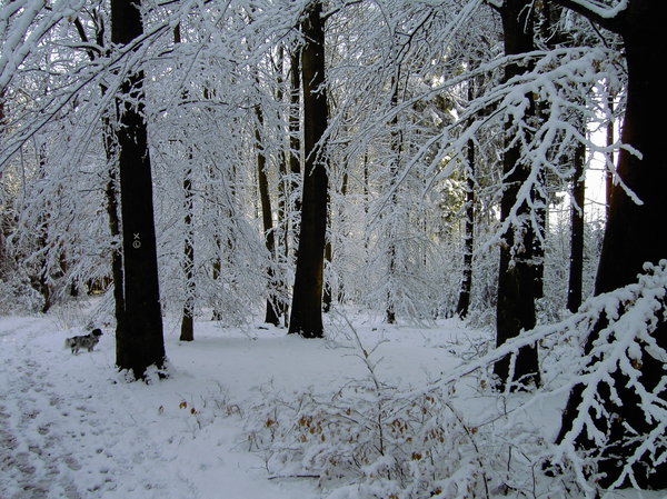 snowy forest 2