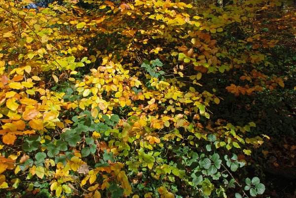 beeches bushes