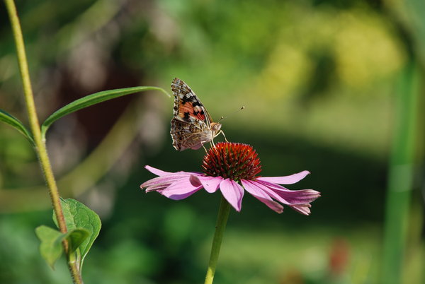 butterfly on summer flower