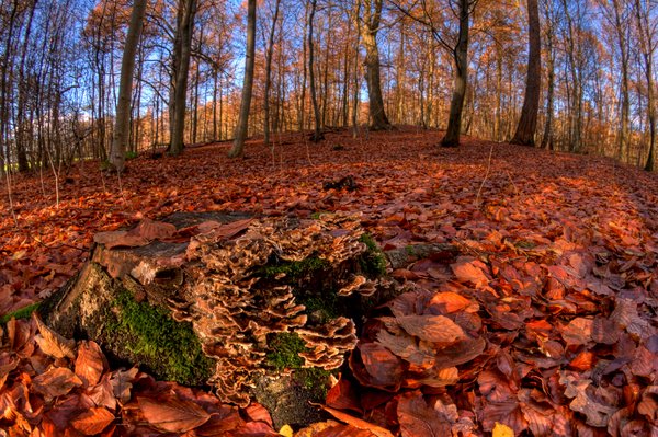 Stump with fungus - HDR
