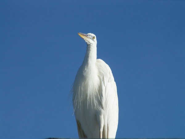 White Crane in the Keys