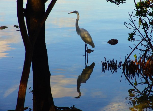 Reflection of Crane in the Man