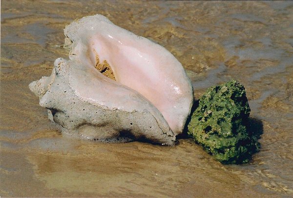 Conch Shell and Coral