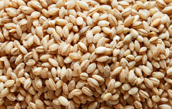 Barley Seeds closeup