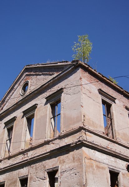 tree on a roof