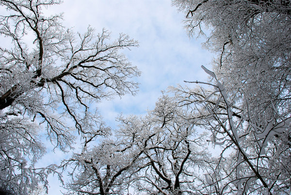 snowy branches