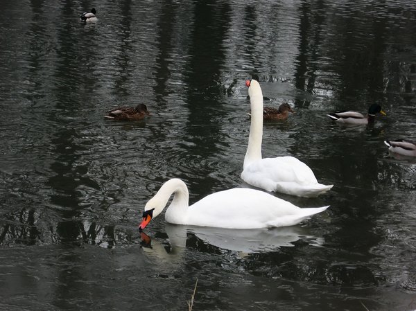 swans in frozen pond